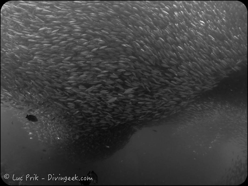 Sardines (cliquer pour accès à la gallerie)